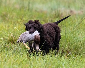 Ghillie Kezer