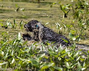 Ghillie