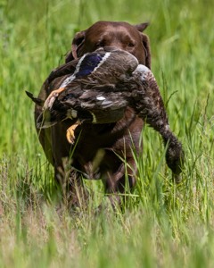 20170604-SEAL-1025.jpg