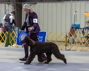 18 - CASTLEHILL'S P.S. BABY I'M A STAR AT DONNYBROOK FDC CA FCAT SWNE
SWA SIAE SEAE TKN ATT FTN (Portia)