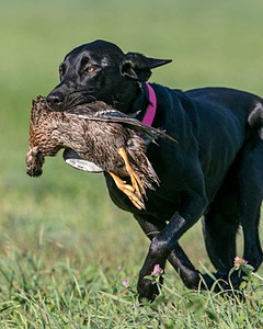 20150912-SHRL-0018.jpg