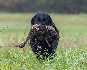 Gunner