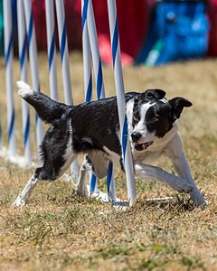 20160618-CCKC-1164.jpg