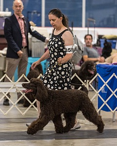 355 - GCH Ildanoch's Party Rock Anthem