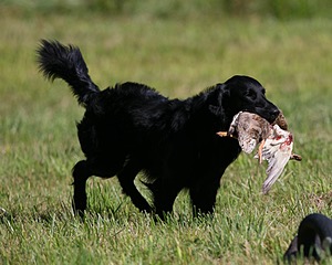 Gunner McCluer
