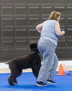 R15 - GCH CH LANDACRE'S NORDIC SAILOR DN CGC TKI