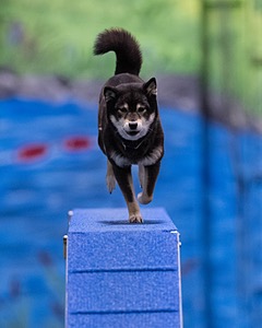 Cordelia Giles