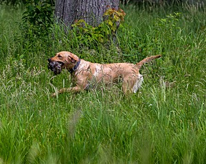 20170603-SHRW-1962.jpg