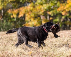 20201011-VetL-0120.jpg