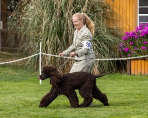 20 - CH COOMARA OGHA O'BOBN AT BELTANE CD BN RN BCAT RATO CGC TKI (Bob'N)