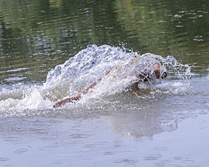 Chase