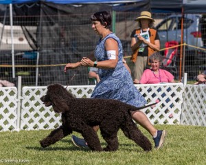 43 - GCH CH Chantico's Shelter From The Storm CD RA MX AXJ MXP2 MJP2 MJPB XF DS (Reef)