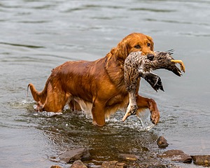 Canoe