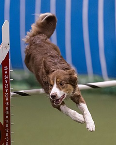 Flynn Rider Sonia