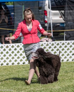 47 - GCH CH Poole's Ide Reversal Of Fortune