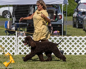 86 - GCH CH Chantico's The Power Of One (Allure)