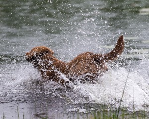 Hunter Law