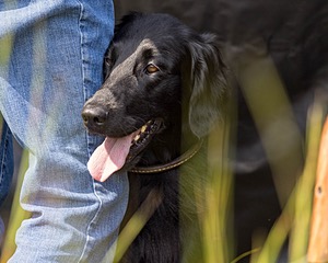 Ziva