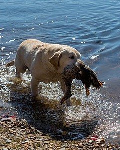 Gypsybog's Lake Wobegone WC CC "Lake"