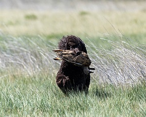 Ghillie