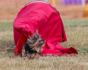 20150613-CCKC-0039.jpg