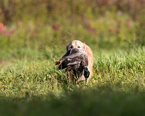 Ghillie Deresienska