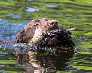 Moose Molle