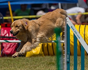 20190615-CCKC-1061.jpg