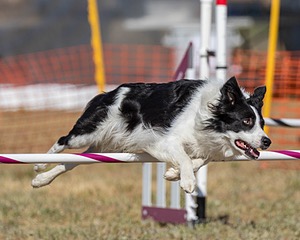 20160618-CCKC-2321.jpg
