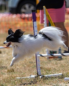 20160618-CCKC-1861.jpg