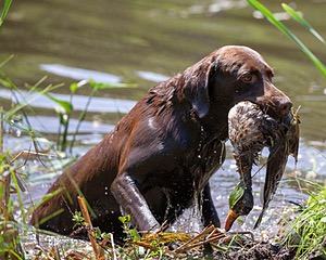 Otter Donlon