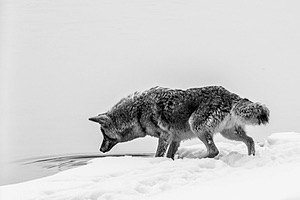 Coyote, Yellowstone National Park