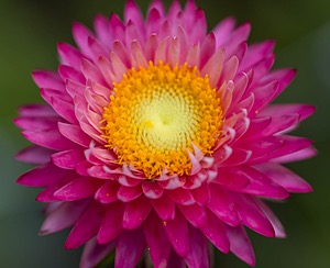 Strawflowers, Massachusetts