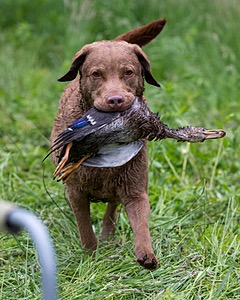 Hunter Law
