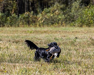 Dolly Partridge