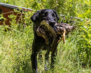 20170716-WCXW-1229.jpg