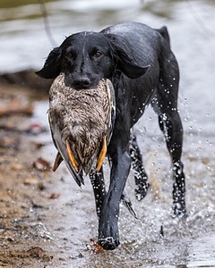 Jett