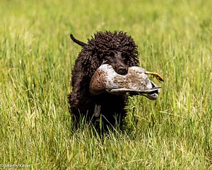 Ghillie