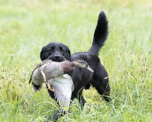 Ranger schuko