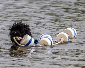 Boaty Belicose