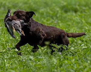 Moose Molle