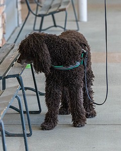 Darcy