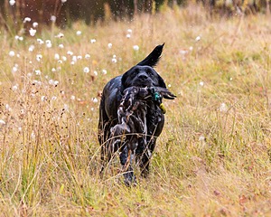 Glenforest's Pique Dame JH (Chloe)
