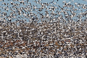 Snow Geese, Bosque del Apache, New Mexico
