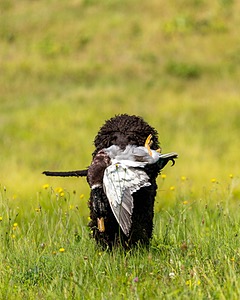 Ghillie Kezer