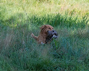 20150801-LRCGB-0060.jpg
