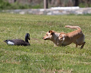 20130601-SHRL-0344.jpg