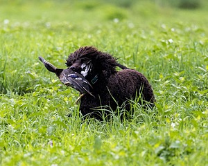 Ghillie Kezer