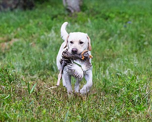 Goose