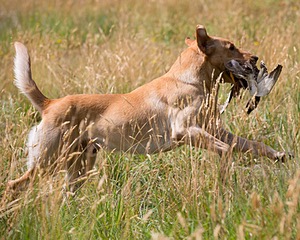 RUFF Millheim